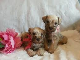 Miniature black schnauzers puppies available. Akc Miniature Schnauzer Puppies For Sale In Conroe Texas Classified Americanlisted Com