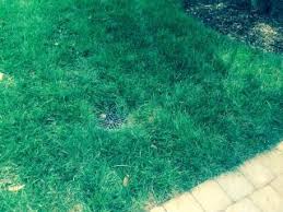 Guaranteed greener grass provides yard drainage services in & around chesapeake, va. Alexandria Drainage Drainage Alexandria Best Drainage Alexandria Mt Diablo Landscaping
