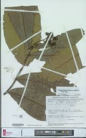 Image result for Campylospermum vogelii