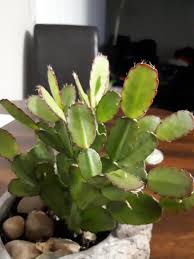 Here's the difference—plus, tips on how to care for your holiday cactus to keep it blooming. My Easter Cactus Has Gotten Red Edges Recently Why Is That And If It S A Bad Thing What Do I Do Succulents
