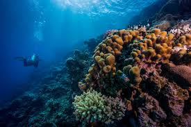 The entire port of caesarea has sunk and has formed a part of the roof. Diving In Eilat Super Scuba Guide Tips Secrets 2021
