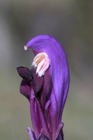 Image result for Micrargeriella