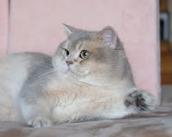 Maybe you would like to learn more about one of these? Silvertales Cattery British Shorthair Kittens For Sale