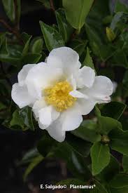 Camellia Sasanqua Setsugekka Http Www Plantamus Es Camelia Camellia Camelia Sasanqua Olorosa Plants Outdoor Camellia
