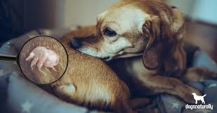 Image result for scabies dog ear