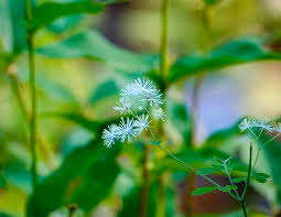 Source of berberine used for treating diabetes, hyperlipidemia, and cancer. Tall Meadow Rue Thalictrum Pubescens