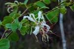 Image result for Bauhinia burrowsii