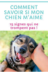 15 Signes Qui Prouvent Que Votre Chien Vous Aime Chien Dresser Un Chien Chien Caniche