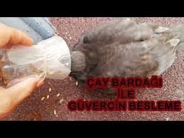 Cay Bardagi Ile Bebek Guvercin Nasil Beslenir Yavru Youtube