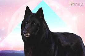 Dreaming Of A Black Dog The Spiritual Meaning Symbolism