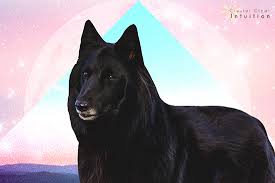 If you dream about puppies, such dream could symbolize improving your relationships with your friends, and it could also reveal your protective attitude towards someone you care about. Dreaming Of A Black Dog The Spiritual Meaning Symbolism