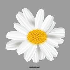 Black And White Daisy Transparent Background Flower Clipart Small Daisy Flower Daisy Clipart Flower Clipart Simple Png Transparent Clipart Image And Psd File For Free Download Flower Clipart Flower Text Flower Graphic