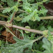 Image result for Dysphania pumilio