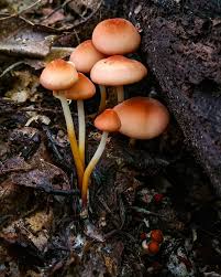 Image result for Marasmius opacus