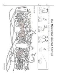 Cell Membrane Coloring Activity Help Students Identify Key Structures Cell Membrane Activity Color Activities Cell Membrane