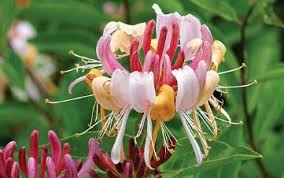 Another good one, which i have growing over a small maple tree here is 'graham thomas'. Heavenly Honeysuckle Pressreader