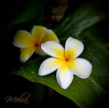 Image result for Melia