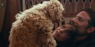 Gonna shout it from the mountaintops a star is born it's a time for pulling out the stops a star is born honey, hit us with a hallelu' the kid came shining through girl. A Star Is Born 10 Details You May Have Missed Cinemablend