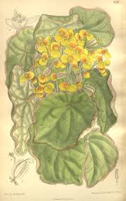 Image result for Begonia quadrialata