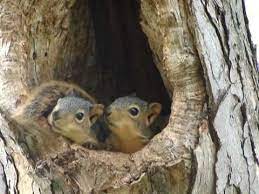 Baby Squirrels In Nest Youtube