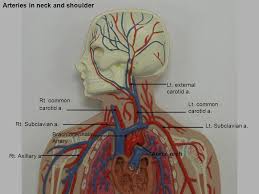 Veins and arteries are the two types of blood vessels in a closed circulatory system. Artery And Vein Artery And Vein Vessel Man Ppt Video Online Download