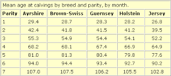 Breeds Jersey The Cattle Site