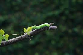Maybe you would like to learn more about one of these? 1 961 Big Green Caterpillar Photos Free Royalty Free Stock Photos From Dreamstime