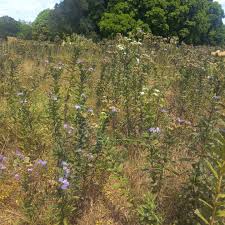 Image result for Vernonia glabra