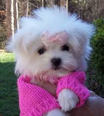 Pictures Of Execellent Maltese Teacup Puppies Available Sevimli Kopek Yavrulari Yavru Kopek Kopek