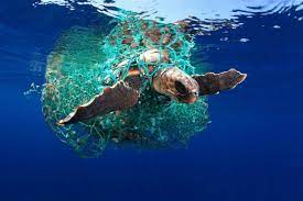 Tortuga Caretta caretta atrapada en plástico. Foto de Eduardo Acevedo -  Café de Media Tarde