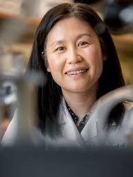 USC Stem Cell scientist Min Yu brings curiosity and compassion to cancer  research