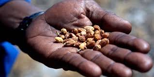 Image result for Berchemia discolor