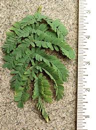 Image result for Faidherbia albida