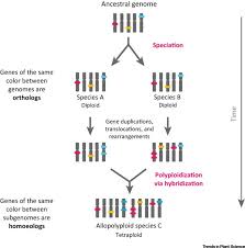 Image result for Homozeugos