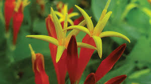 Image result for Spigelia