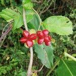 Image result for Tetracera alnifolia