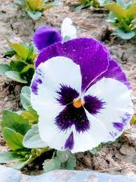 Pin By Abbas Ali On Fire Art Beautiful Flowers Pictures Flower Pictures Fire Art