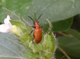 Image result for Asystasia mysorensis