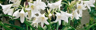Image result for Crinum paludosum