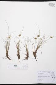 Image result for Pycreus gracillimus