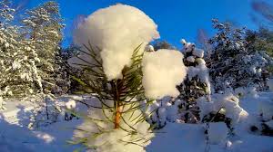 снег выпал только в январе на третье в ночь Zimnij Les Zimy Zhdala Zhdala Priroda Sneg Vypal Tolko V Yanvare Na Trete V Noch Youtube