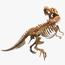 Dinosaur T Rex Bones 3d Model Ad Rex Dinosaur Model Bones 3d Model Rex Lion Sculpture