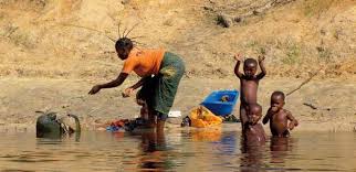 Image result for Wiesneria schweinfurthii