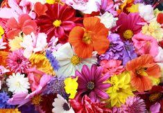 Learn all about different flower color meanings! 39 Flowers Mixed Colours Ideas Flowers Beautiful Flowers Plants