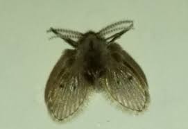 Drain bugs like to congregate around standing water, drain pans, and pipes. Bathroom Fly From United Arab Emirates What S That Bug