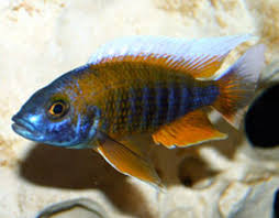 African Cichlids Lake Malawi Lake Victoria