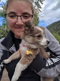 Doxie poo puppy for adoption in Missoula