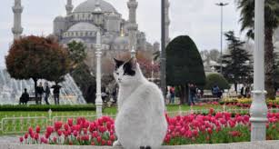 Resultado de imagem para gatos filme istambul