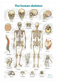 This framework consists of many individual bones and cartilages. Charts Archives Altay Scientific