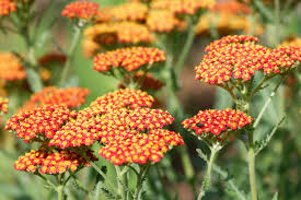 Image result for Achillea